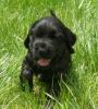 Cocker Spaniel Welpen