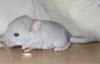 Chinchillas in verschiedenen Farben!!