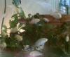Buntbarsche,  Malawisee, Labidochromis caeruleus (Gelber Maulbrüter
