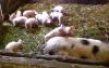 Bunte Bentheimer /  Deutsches Edelschwein-Ferkel abzugeben