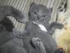 Chartreux-Kartäuser-Katzen mit Stammbaum