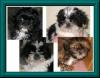 shih tzu welpen