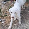 Lumi - liebt andere Hunde