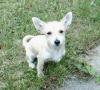 Chihuahua-Pinscher-Welpe,  5 Monate