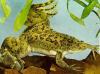 suche naturfarbenen xenopus laevis im raum taunus,  ffm,  südhessen