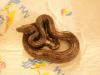 Biete Boa c. imperator nachzuchten 07,  kleinbleibende Honduras Variante