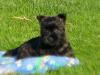 CAIRN TERRIER MÄDEL BIBBY SUCHT LIEBEVOLLE FAMILIE++