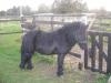 suche reitbeteiligung