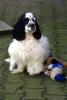 Kimberly´s American Cockerspaniel u,  engl,  Cockerspaniel  VDh Zucht
