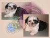 shih tzu babys