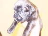 boxerwelpen