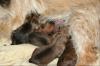 cairn terrier welpen