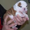 Süße englische junge Bulldogge-Hunde zum Verkauf, 