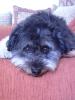 Pudel-/ Tibetterrier-Mix