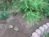 Suche weibl. Landschildkröte/ n