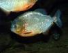 ROTE PIRANHAS