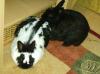 2 Kaninchen + große Käfig zu verkaufen