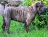 Shar pei MINI