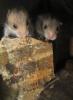 Noch kleine (4 Wochen alte) Teddyhamsterbabys abzugeben