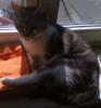 für meine kranke katze