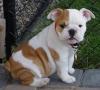 Reizendes Bulldoggenhundchen,  das ein Heim braucht