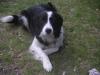 Border Collie Hündin,  18 Monate
