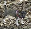 Entlaufen: Hazel,  10 Monate alt,  in Hamburg-Altona
