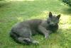 Seit dem 11.07.2007 grauer Kater
