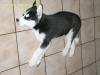 Sibirian Husky Welpe zu verkaufen