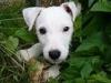 Parson-Jack-Russell-Terrier Welpe mit Papiere,  12 Wochen alt