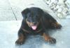 Rottweilerwelpe Rusty,  3 Monate alt