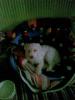 snoopy-pudel-westimischling