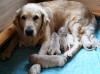 Golden Retriever Welpen