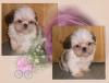 shih tzu welpen