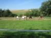 Offenstallplatz/ Laufstall
