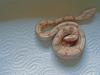 Albino Boa,  Nachzucht 5/ 07