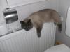 Kater vermisst in Dietzenbach - Bitte melden !