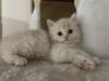 BKH Kitten Babykatzen