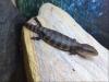 ENZ 08/ 07 Tiliqua Scincoides Blauzungenskink