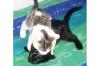 süßes Katzenpäärchen sucht dringend neues Zuhause!