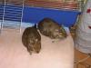 2 Degus suchen ein nettes Zuhause