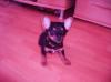 wunderschöner chihuahua miniatur pinscher mix welpe abzugeben