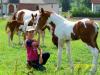 Paint u. Quarterhorses für Freizeit,  Turnier u. Zucht