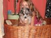 bildschöne Australian Shepherd Welpen