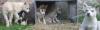 husky welpen