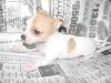 chihuahua Hündchen für Annahme