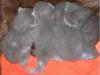Kartäuser-Kitten,  1 Kater und 4 Katzen - V: Int. Champion