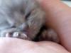 main coon heiligebirmamix babys