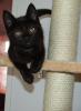 Kleine süße 10 Wochen alte Katze abzugeben mit Zubehör in Wilhelmshaven !