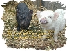 Minischweinchenbabies
